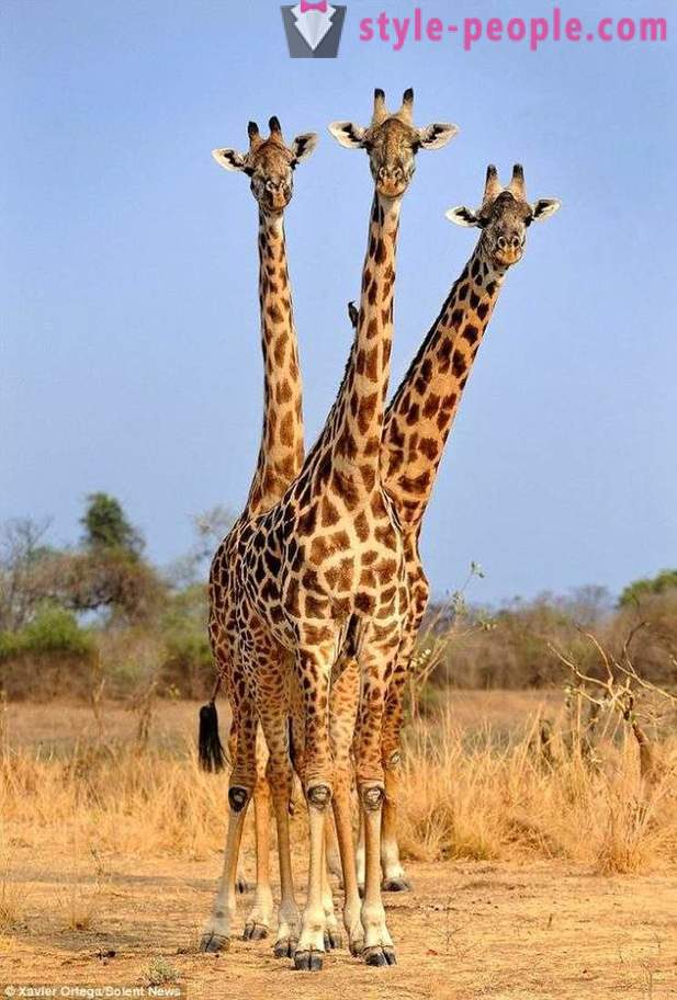 În Zambia, girafa cu trei capete lovit împușcat