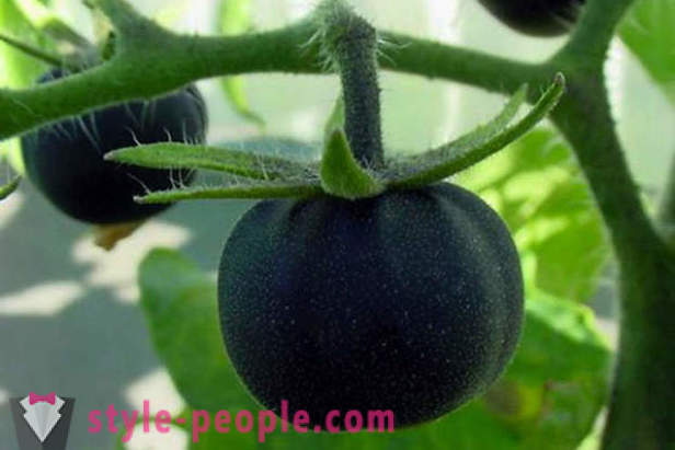 Tomate negru grad neobișnuit