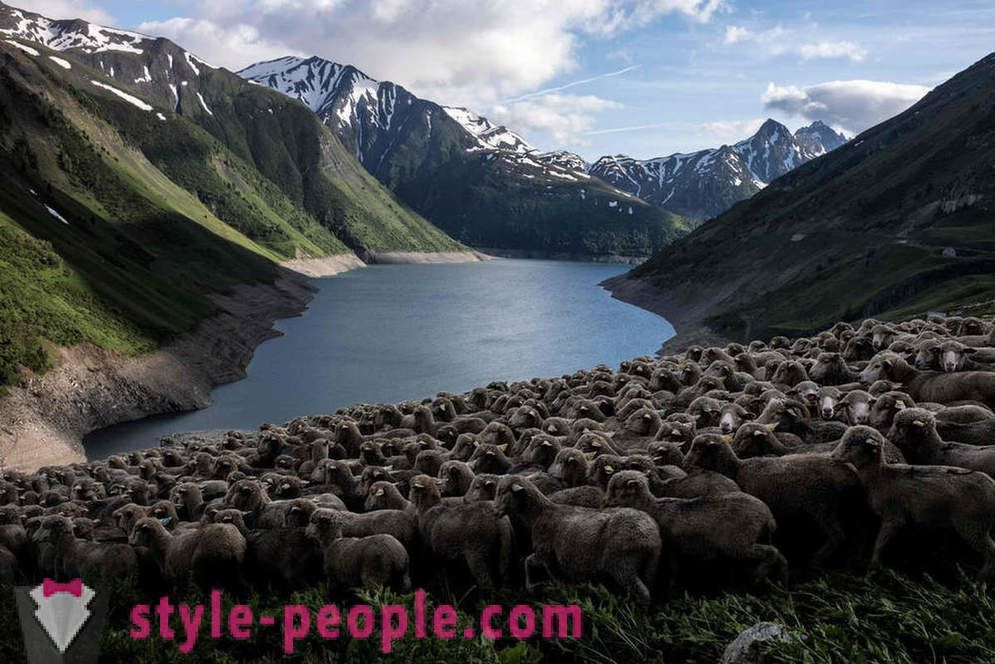Viața ciobanului în Alpi