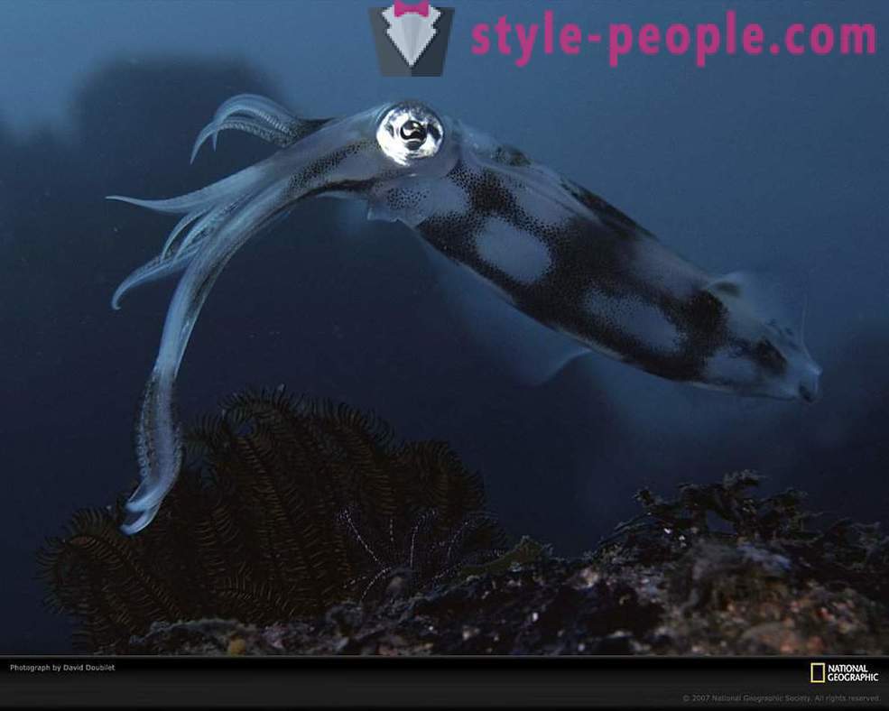 Locuitori uimitoare ale lumii subacvatice în imagini