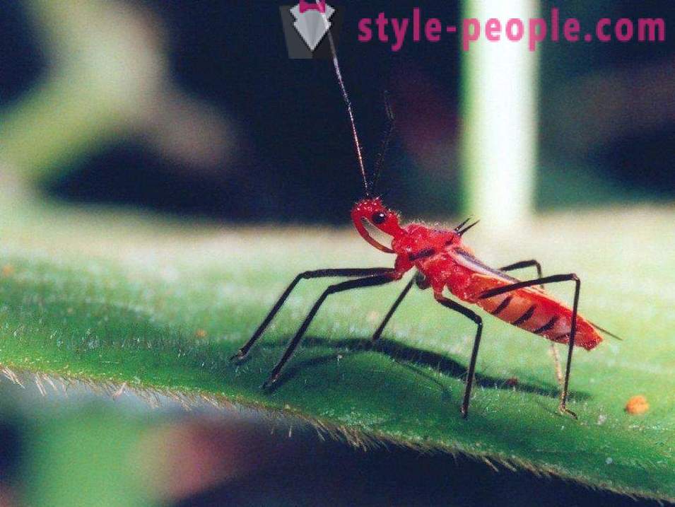 Insectele cele mai periculoase pe planeta