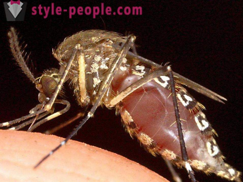 Insectele cele mai periculoase pe planeta