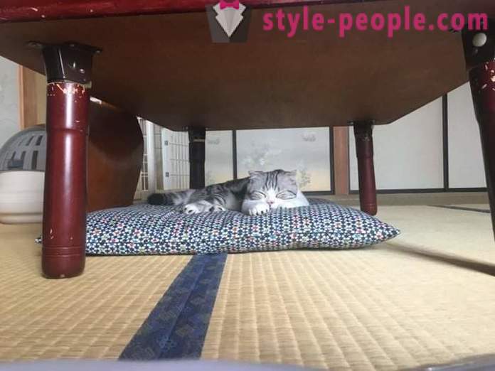 Hotelul japoneză, unde puteți lua o pisica de inchiriat