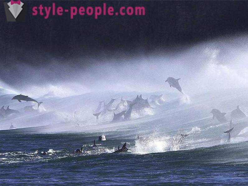 Amazing despre delfini
