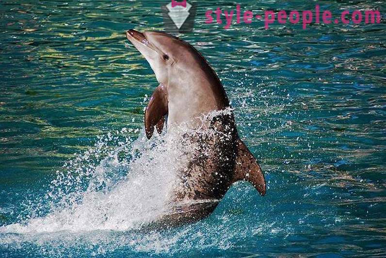 Amazing despre delfini