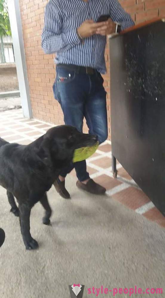 Câinele a învățat să cumpere alimente pentru propria sa monedă