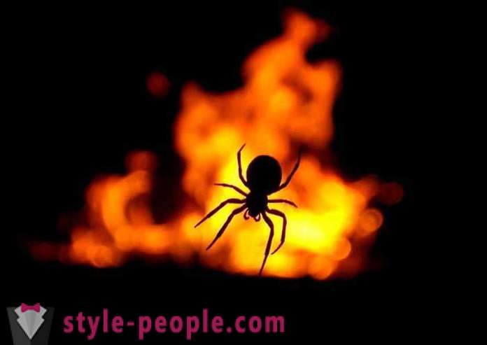 „Doamne, arde!“ Sau povești despre oameni care au fost aproape ars el însuși în viață, încercând să-l omoare mic frumos păianjenul mic