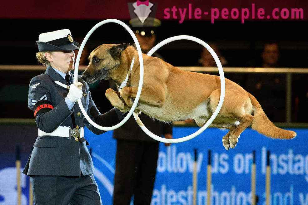 Crufts Dog Show 2018: cum a fost cel mai mare spectacol de câine din Europa