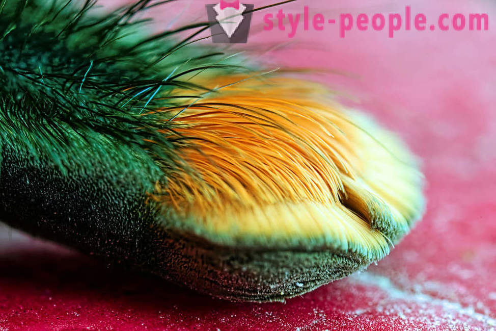 Closeup de picioare de paianjen