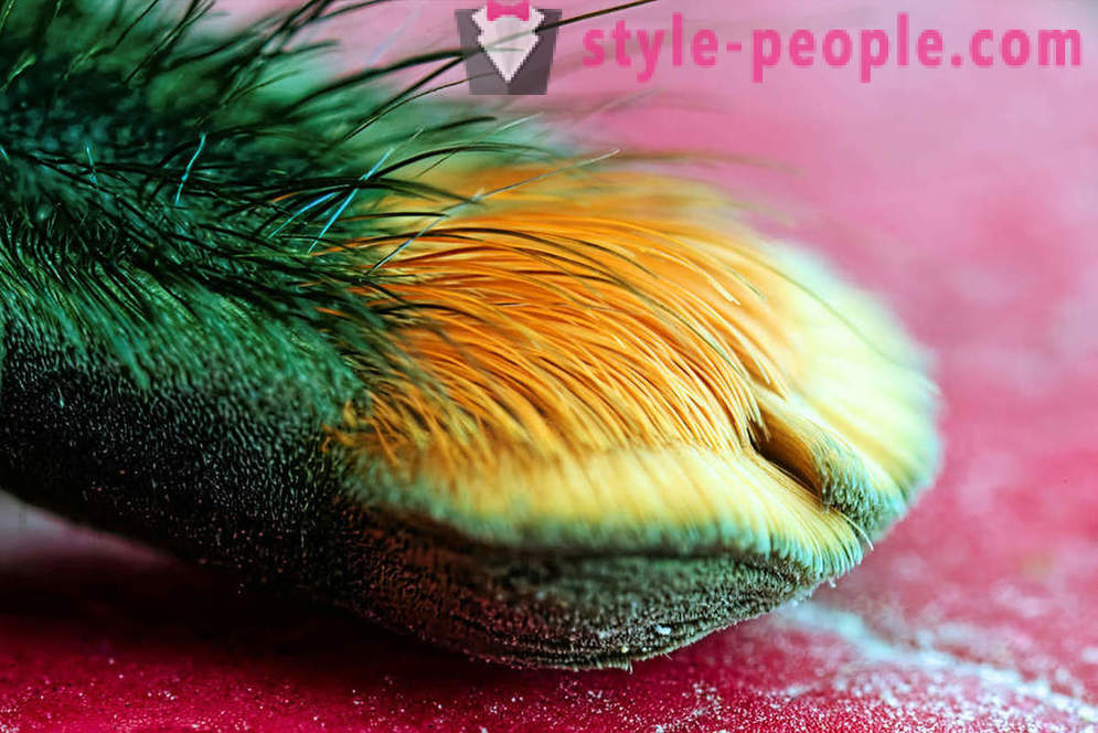 Closeup de picioare de paianjen