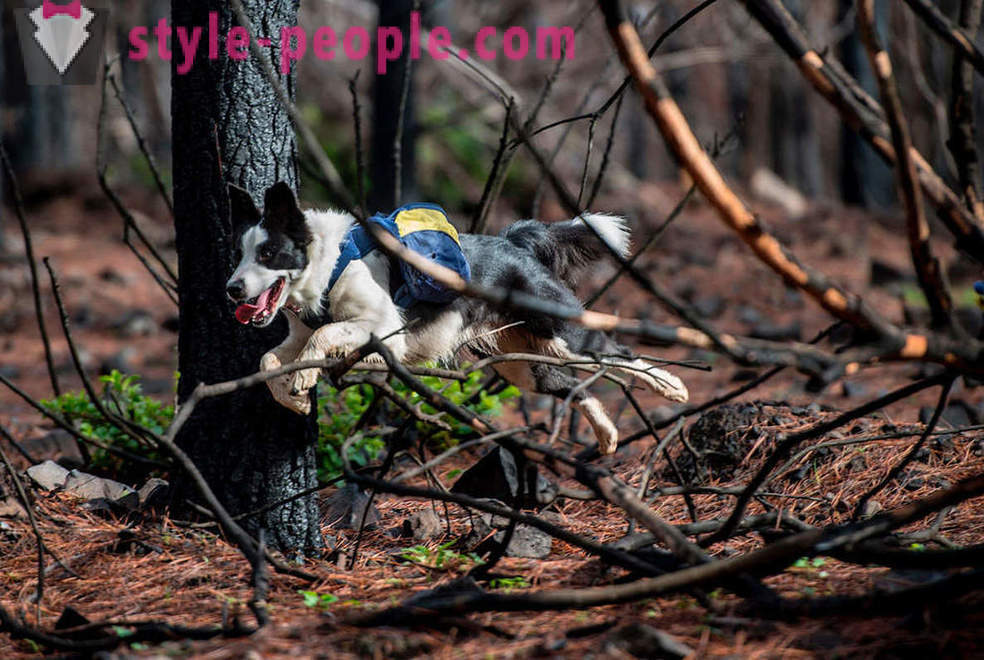 Câinii ajuta la refacerea pădurilor din Chile