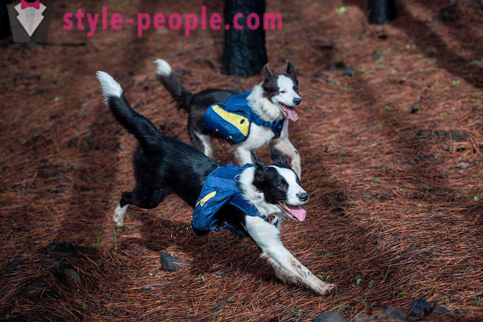 Câinii ajuta la refacerea pădurilor din Chile