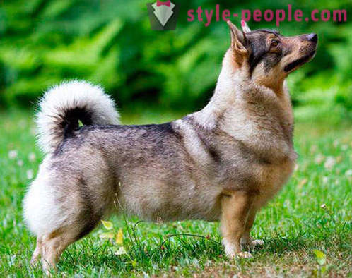 17 rase de câini adorabil, pe care n-ai auzit de