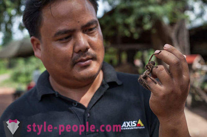Vânători cambodgian tarantule