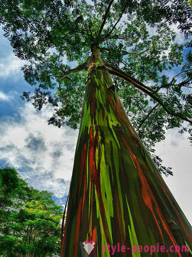 Cele mai impresionante copaci din lume