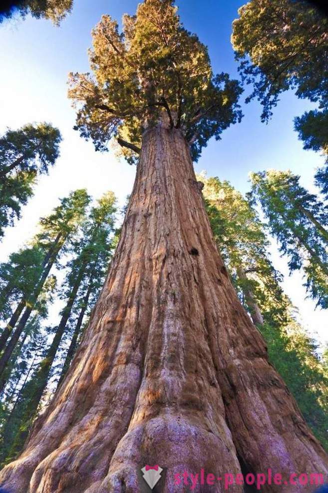 Cele mai impresionante copaci din lume