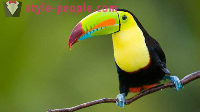 10 animale uimitoare pădure tropicală