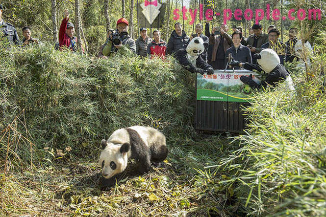 Cum să crească panda gigant în Sichuan