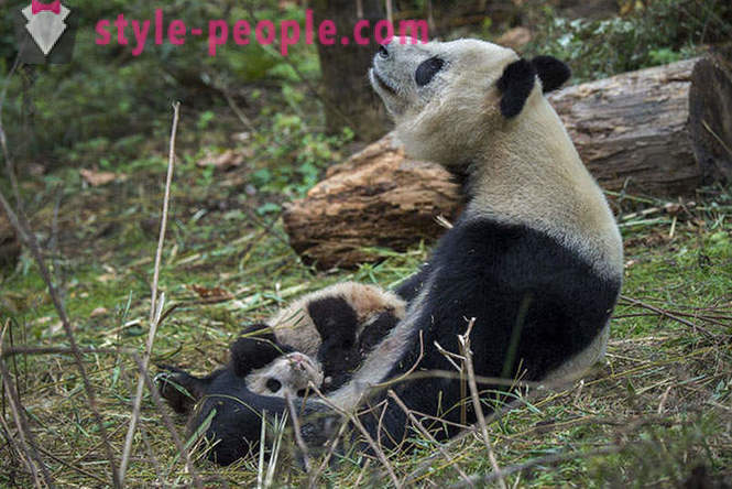Cum să crească panda gigant în Sichuan