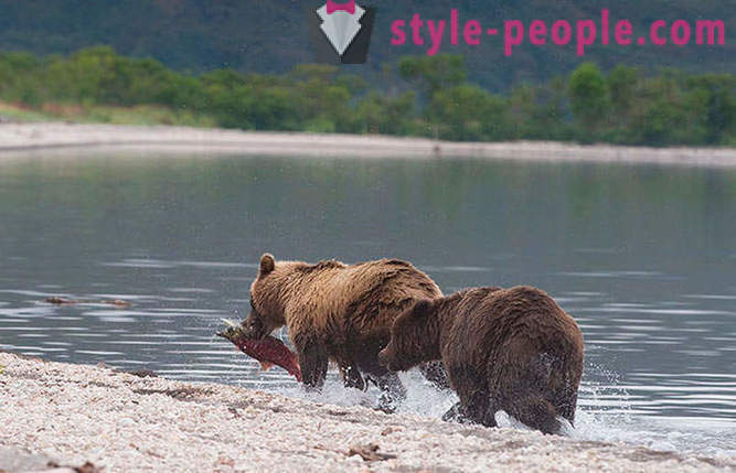 Ursi Kamchatka