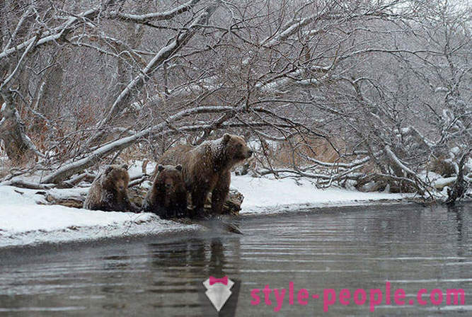 Ursi Kamchatka
