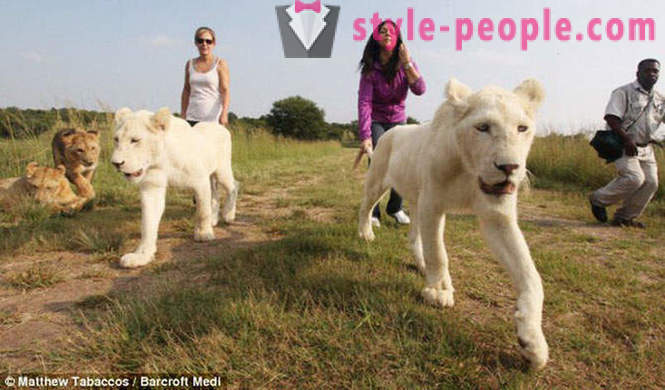 O plimbare în compania lei albi