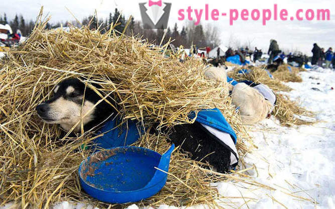 Sania Dog Race 2012 Iditarod