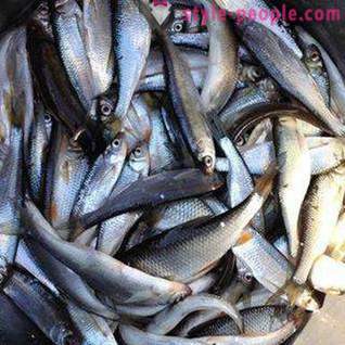 Pescuitul pe Pakhra: fotografii și comentarii. locuri de pescuit