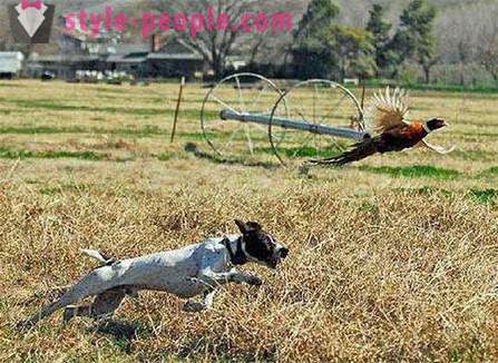 Vânătoare pentru fazani cu husky (foto)
