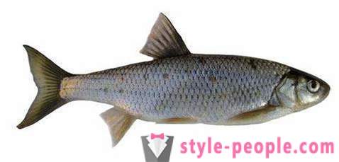 Elec (pește): descrierea și fotografii. pescuit de iarna pe Dace