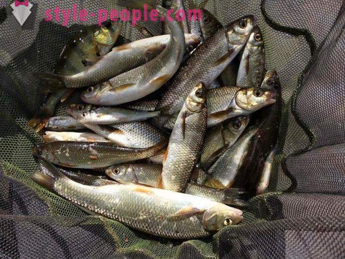 Elec (pește): descrierea și fotografii. pescuit de iarna pe Dace