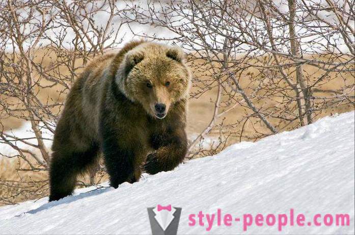 Ursul de vânătoare în timpul iernii. Vanatoare de ursi polari