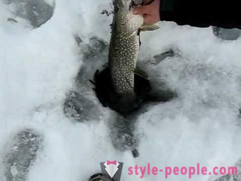 Pescuit Pike pe timpul iernii zherlitsy. Pike de pescuit în trolling de iarnă