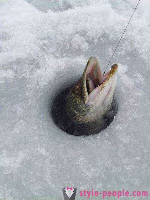 Pescuit Pike pe timpul iernii zherlitsy. Pike de pescuit în trolling de iarnă